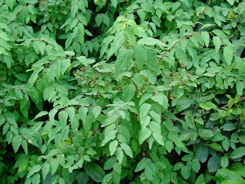 Image of Spiraea flexuosa specimen.