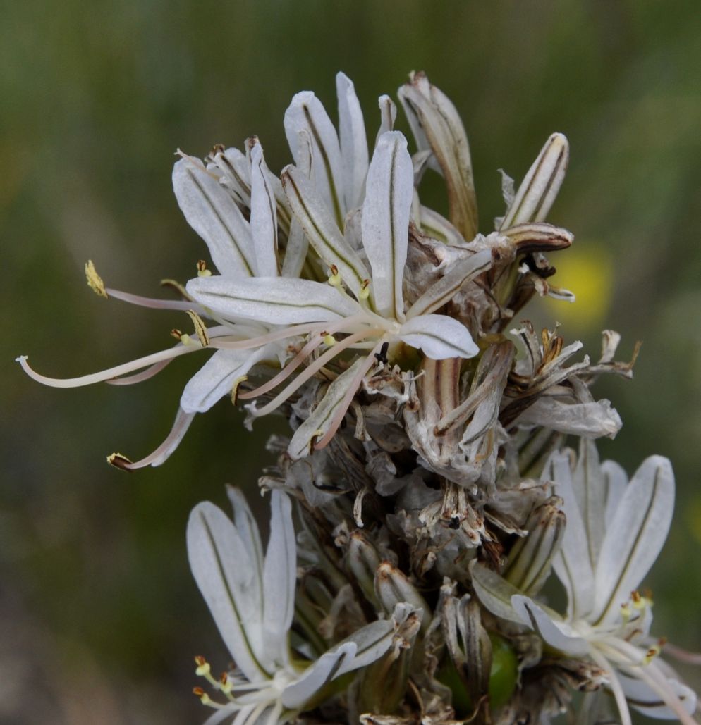 Image of Asphodeline taurica specimen.