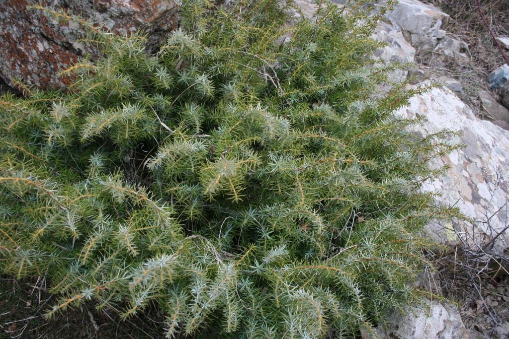 Image of Juniperus hemisphaerica specimen.