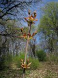 Acer platanoides