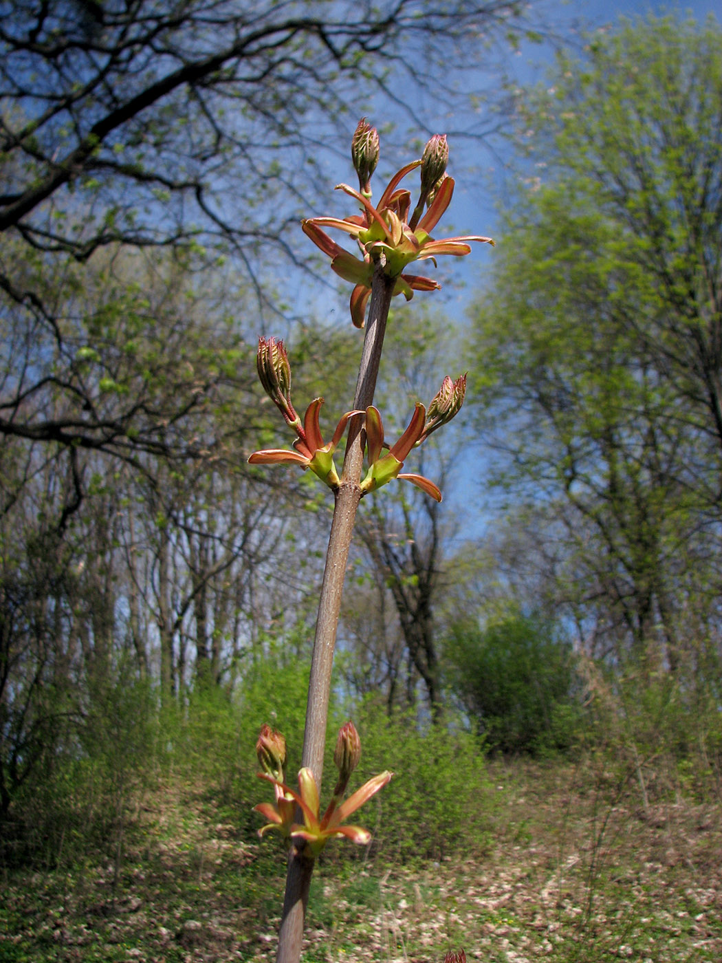 Изображение особи Acer platanoides.