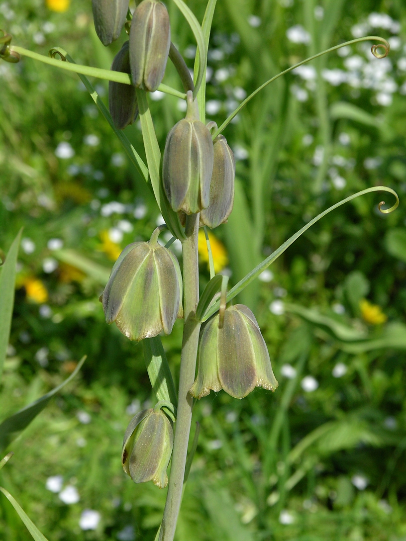 Image of Fritillaria olgae specimen.