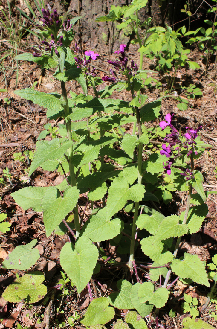 Image of Lunaria annua specimen.