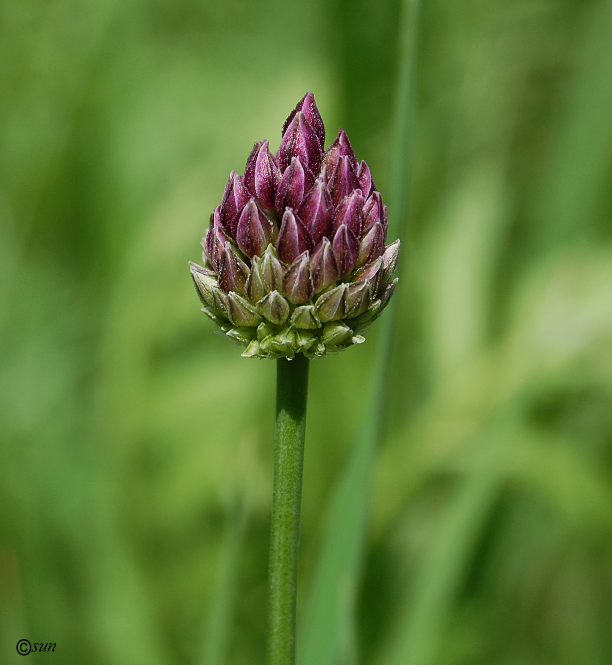 Изображение особи Allium rotundum.