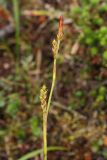 Carex vaginata