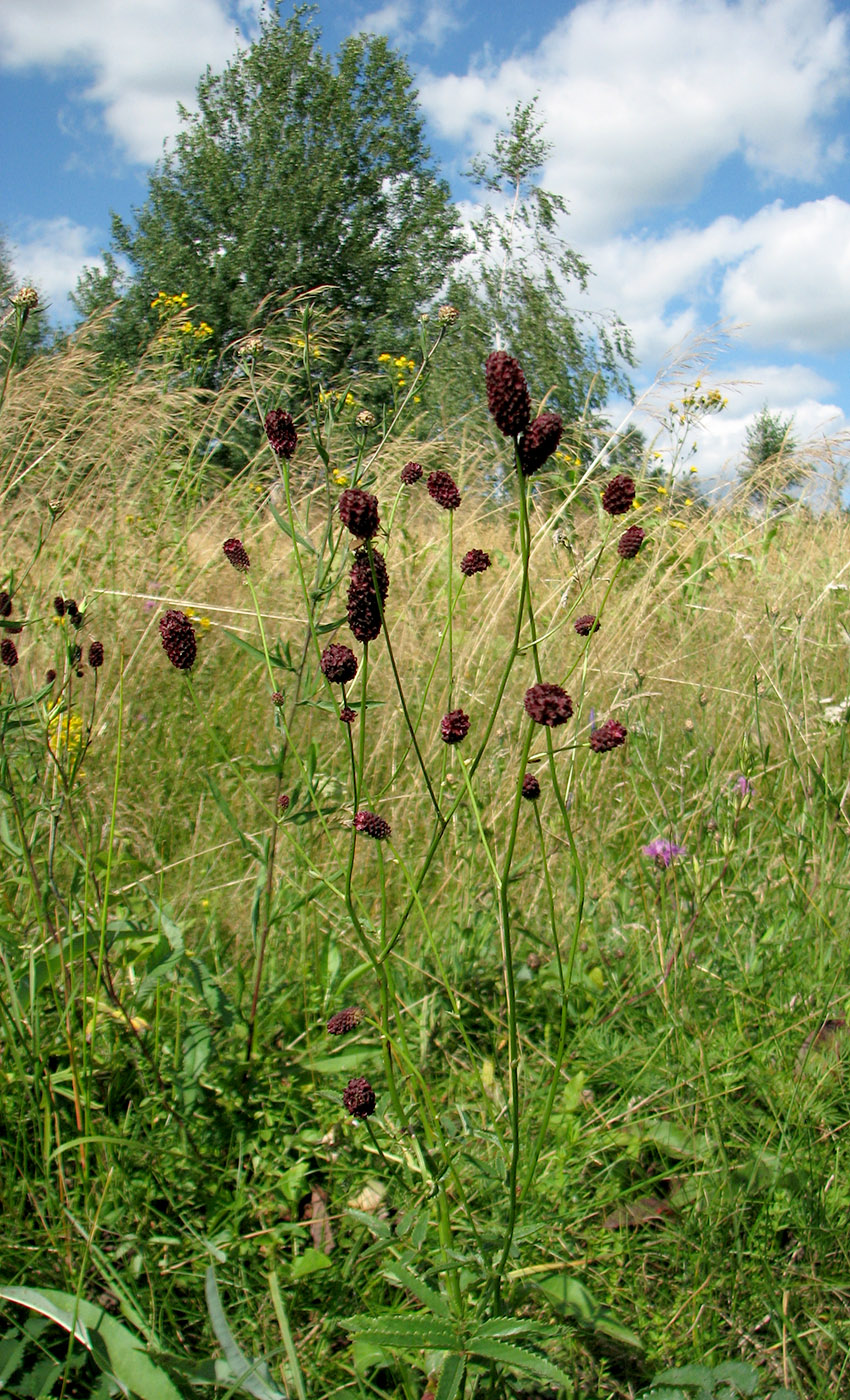 Image of Sanguisorba officinalis specimen.