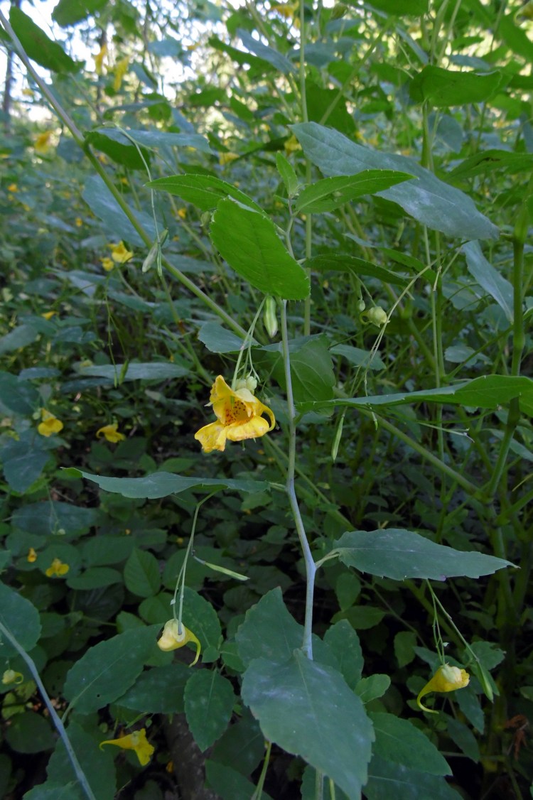 Изображение особи Impatiens noli-tangere.