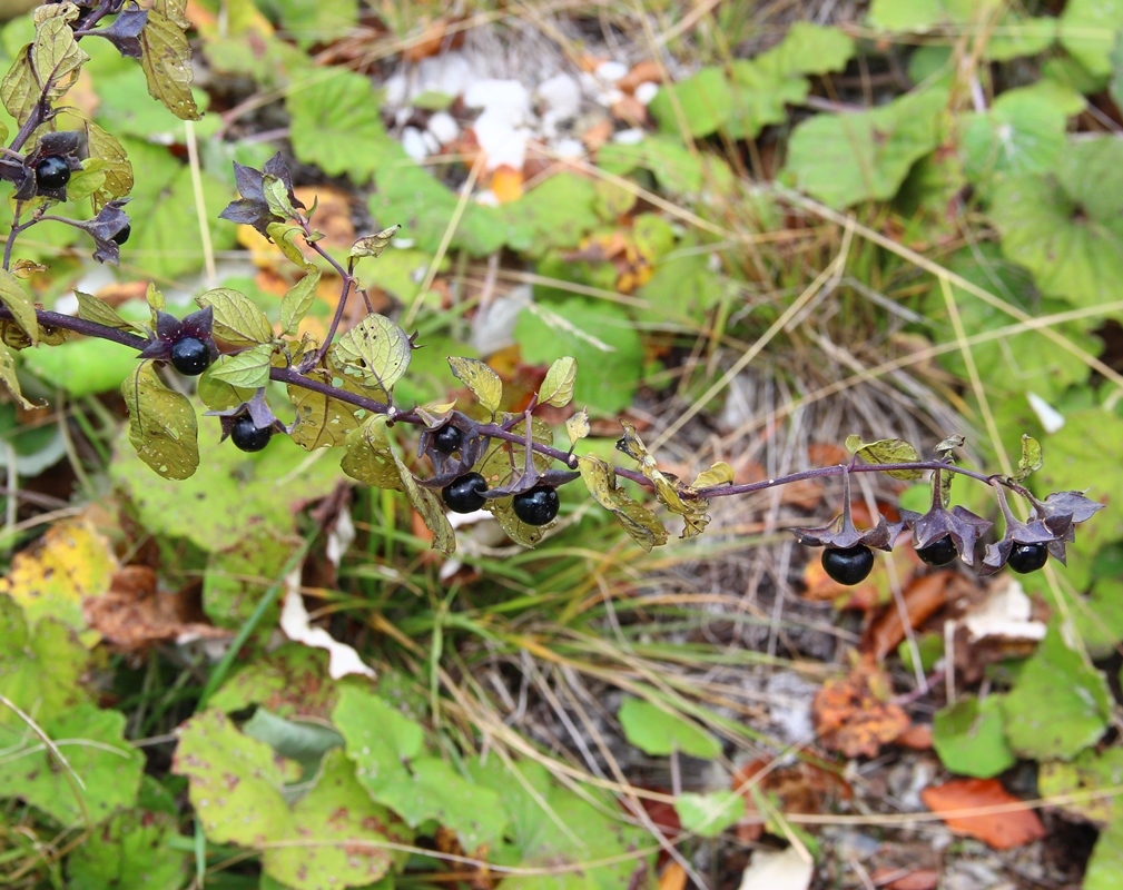 Image of Atropa caucasica specimen.