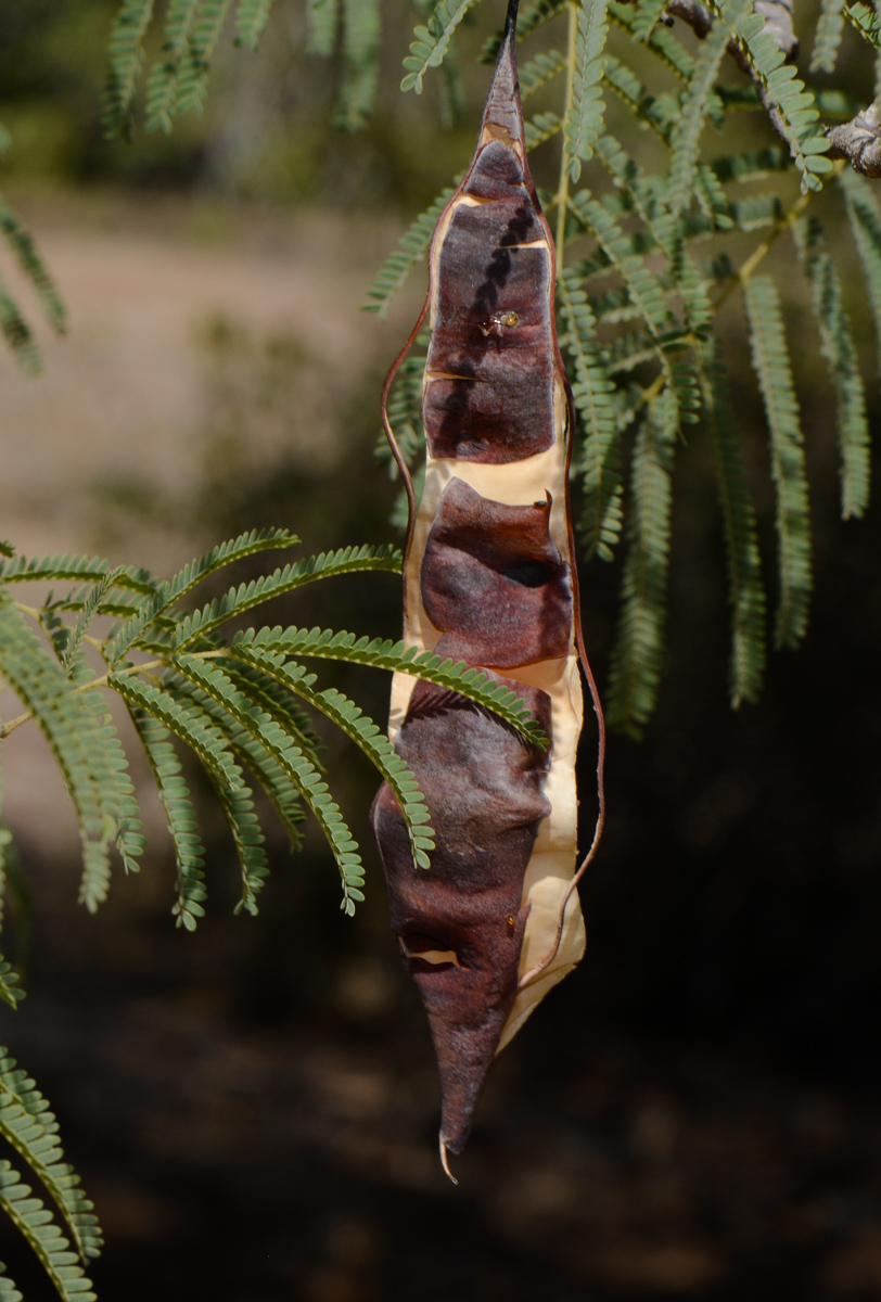 Image of Lysiloma watsonii specimen.