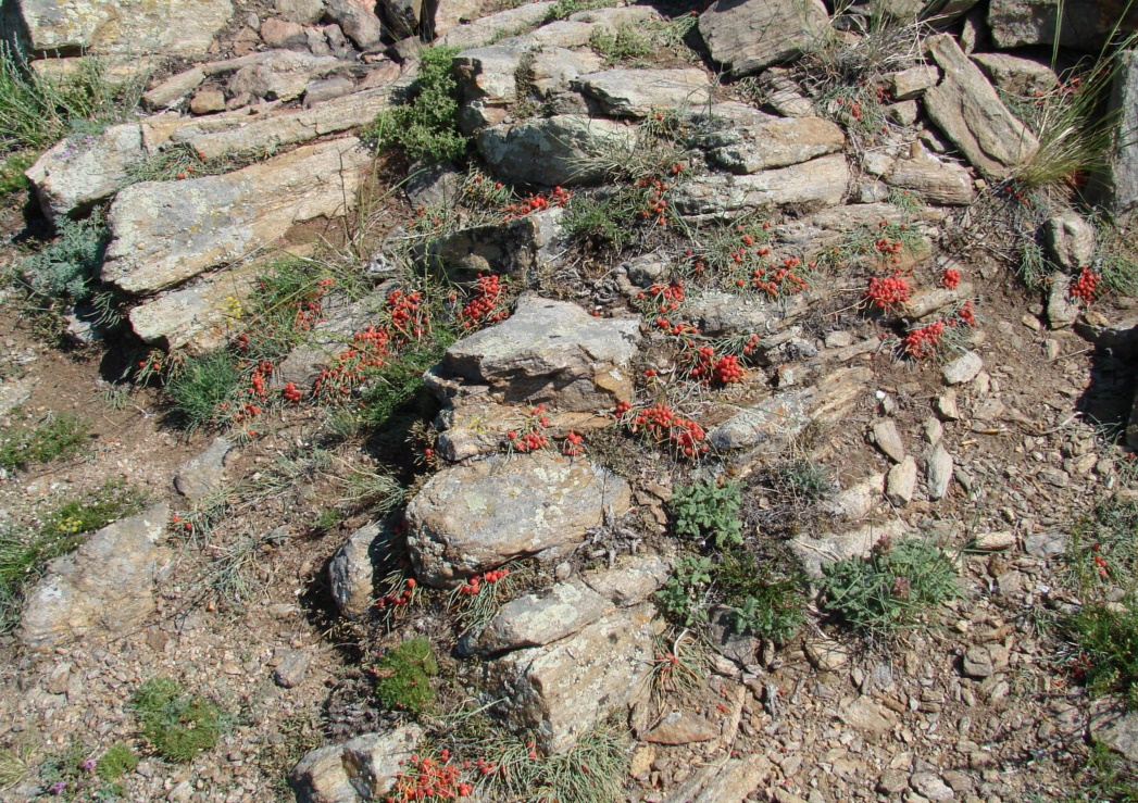 Image of Ephedra monosperma specimen.