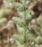 familia Boraginaceae