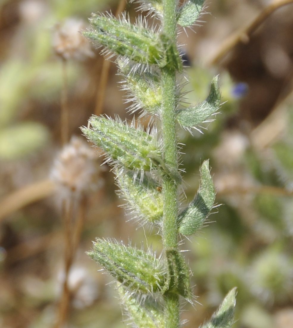 Image of familia Boraginaceae specimen.