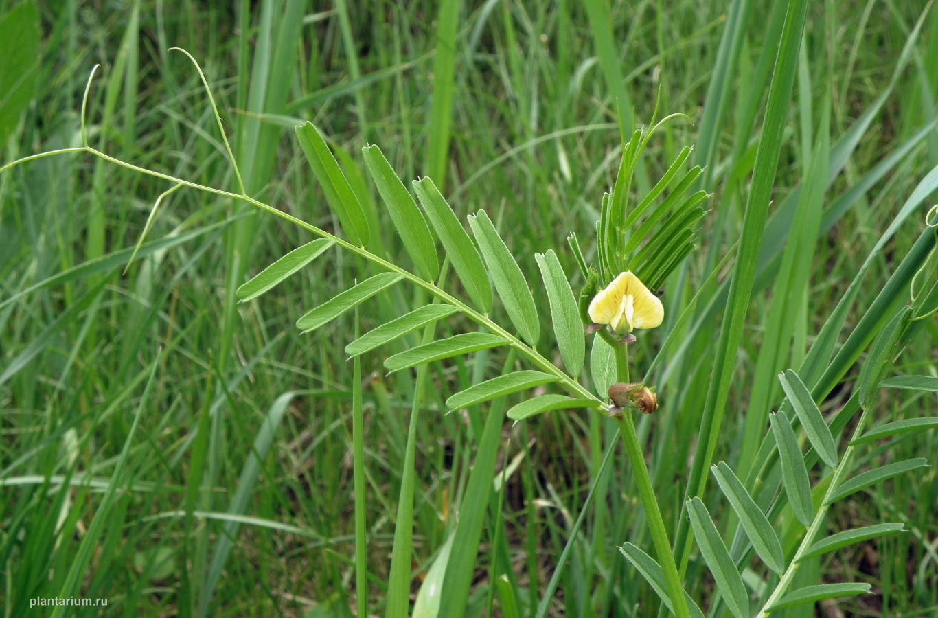 Изображение особи Vicia biebersteinii.