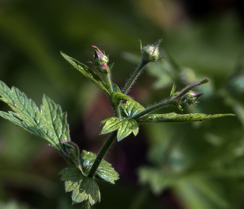 Image of Geum urbanum specimen.