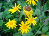 Arnica montana