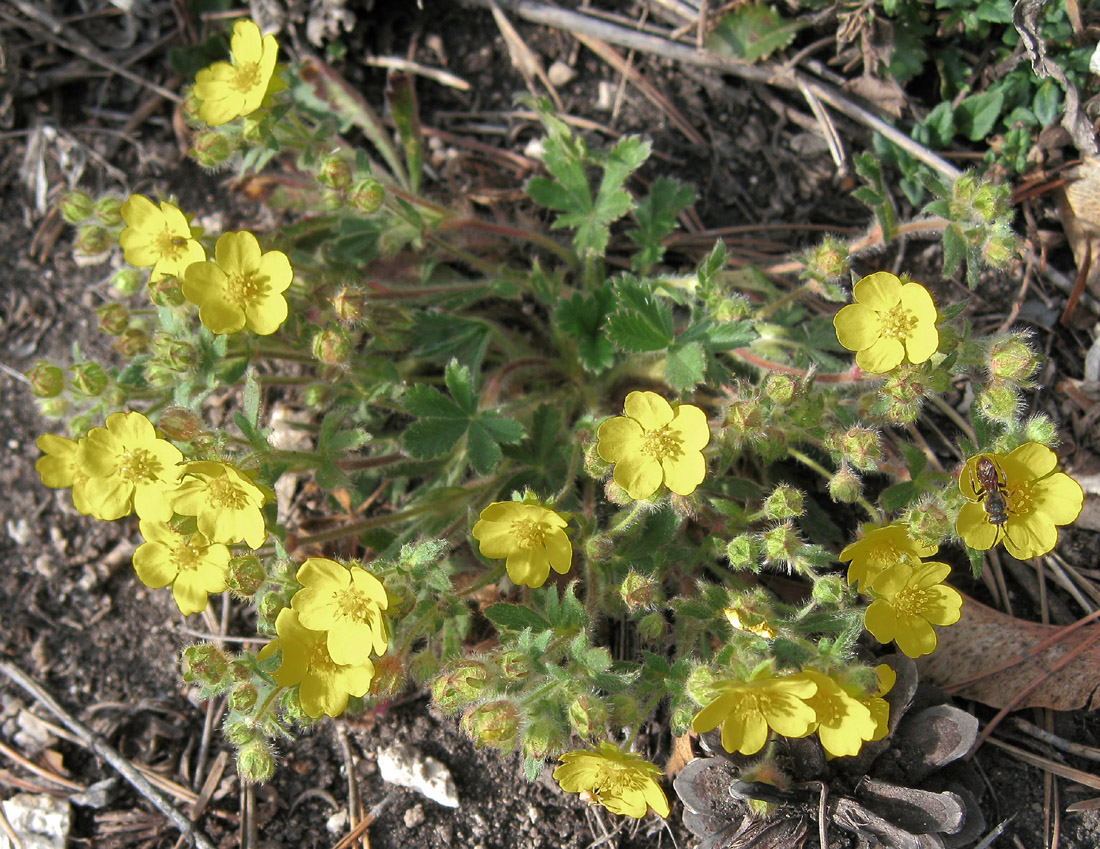 Image of Potentilla humifusa specimen.