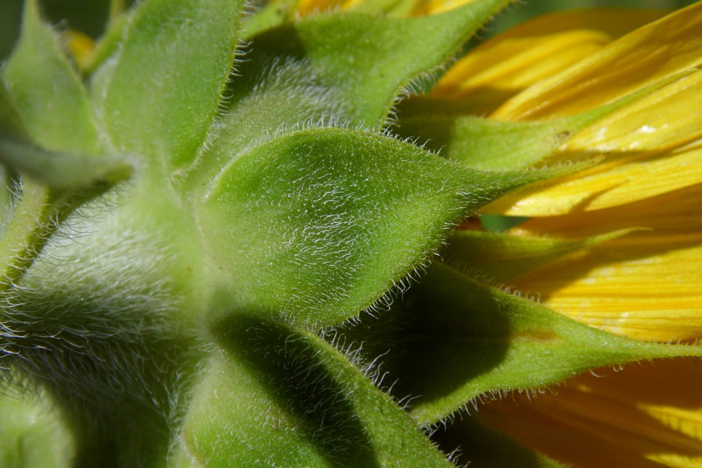 Изображение особи Helianthus annuus.