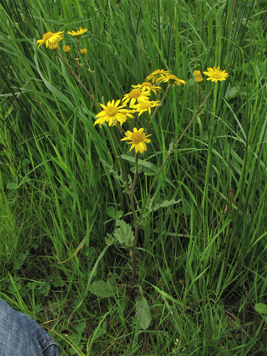 Image of Senecio aquaticus specimen.