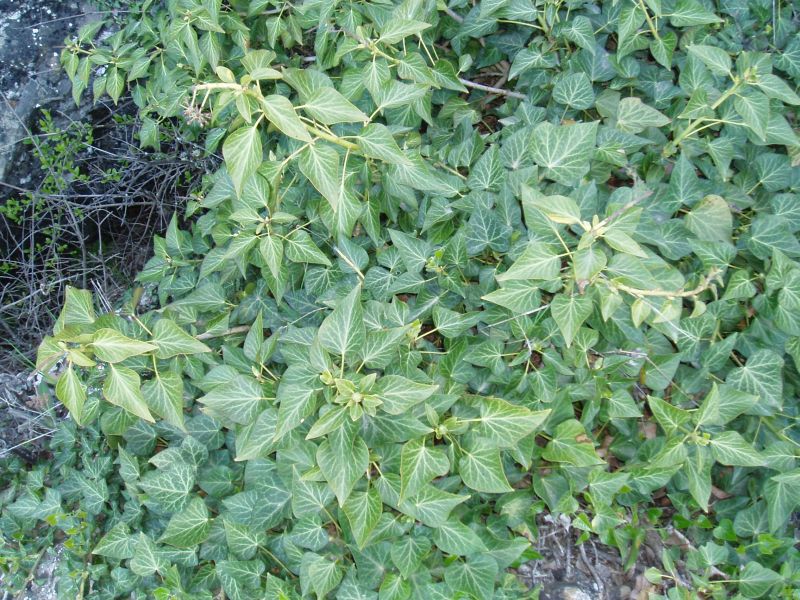 Image of Hedera helix specimen.