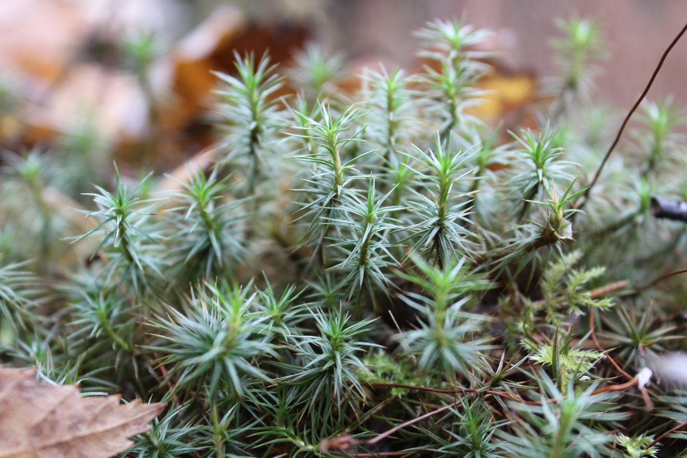 Image of Polytrichum juniperinum specimen.