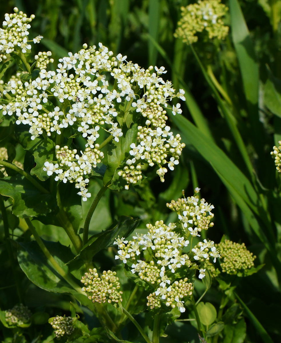 Image of Cardaria draba specimen.