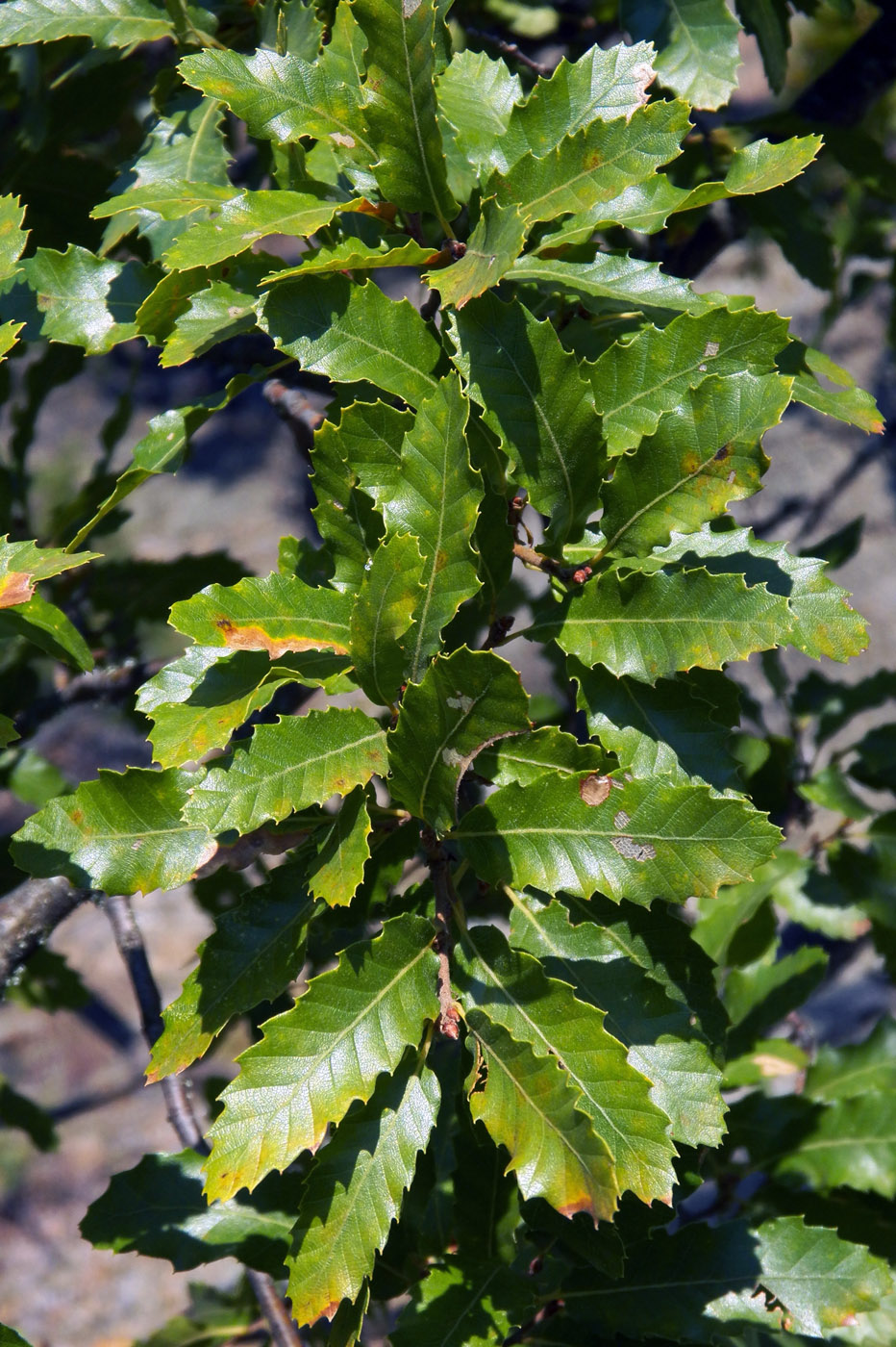 Image of Quercus trojana specimen.