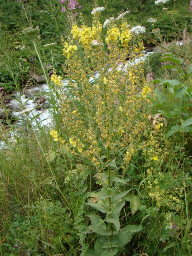 Image of Verbascum oreophilum specimen.