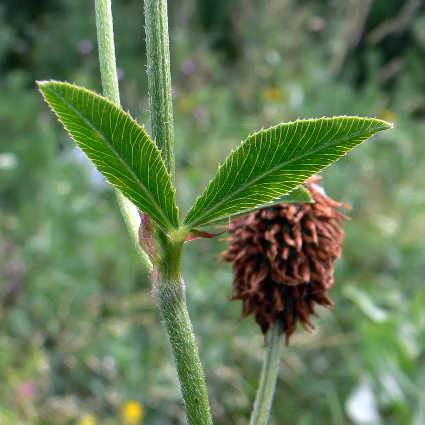 Image of Trifolium montanum specimen.