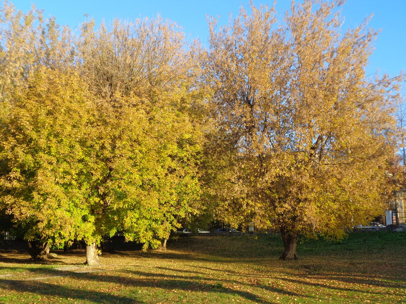 Ясень весной фото дерева и листьев
