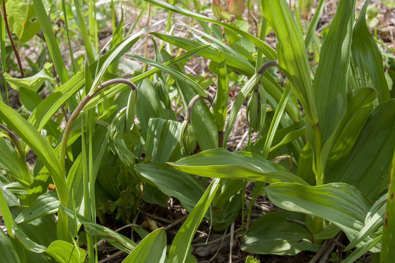 Image of Epipactis palustris specimen.