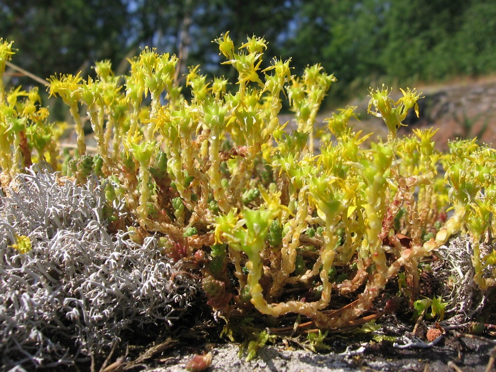 Image of Sedum acre specimen.