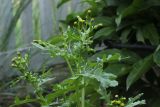 Senecio vulgaris