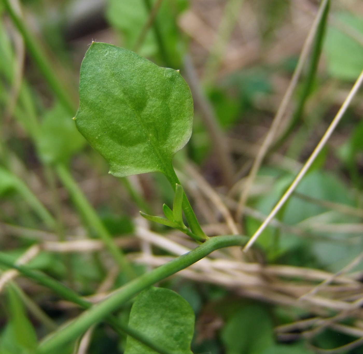 Изображение особи Arabidopsis gemmifera.