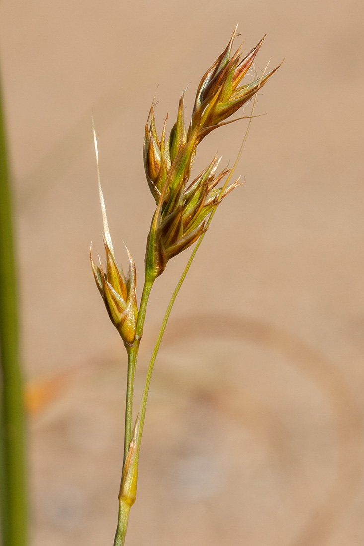 Image of Carex arenaria specimen.