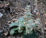 Phlomoides hypoviridis