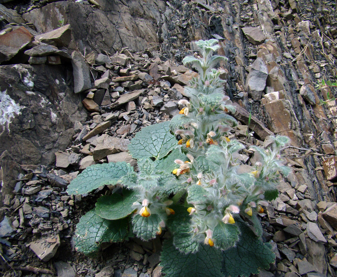 Image of Phlomoides hypoviridis specimen.