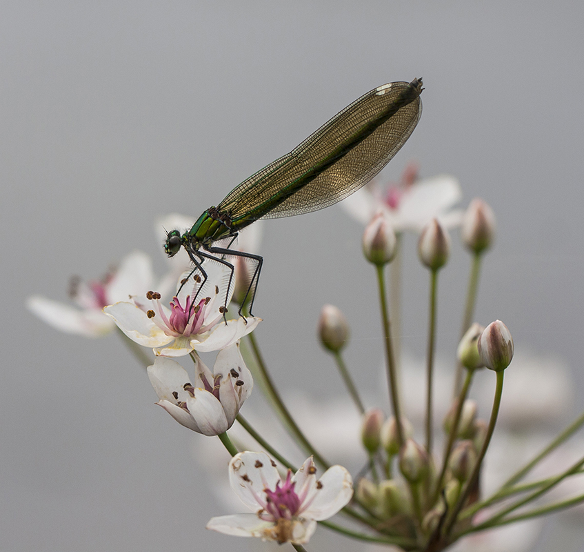 Изображение особи Butomus umbellatus.