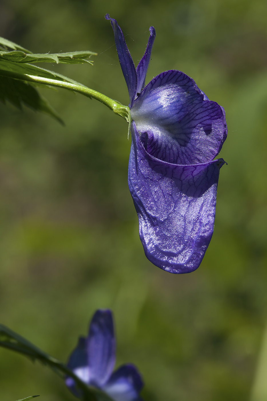 Изображение особи Aconitum fischeri.