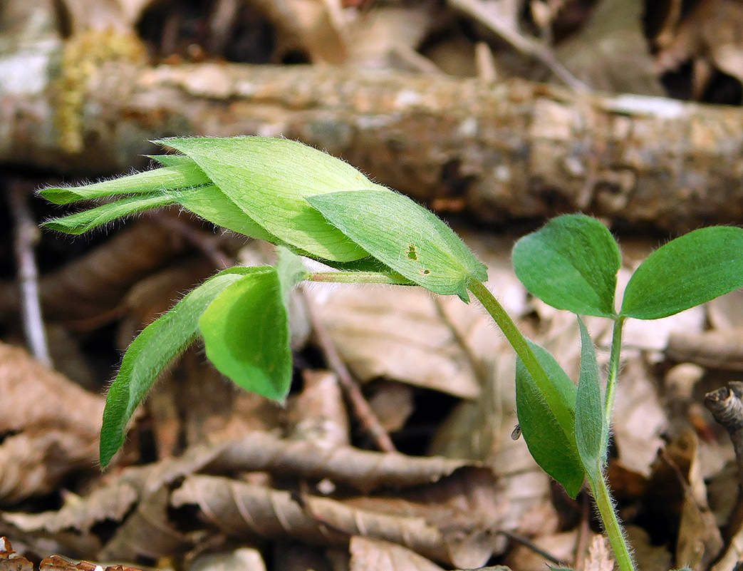 Изображение особи Lathyrus laxiflorus.