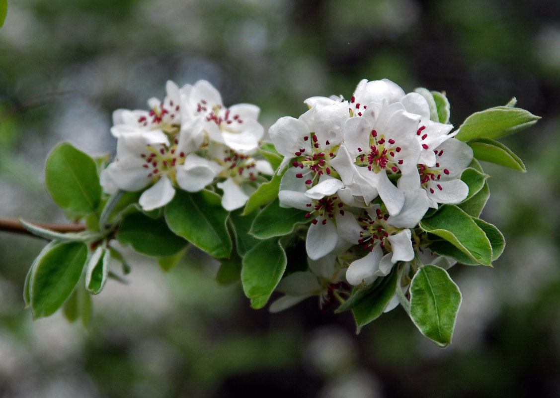 Image of genus Pyrus specimen.