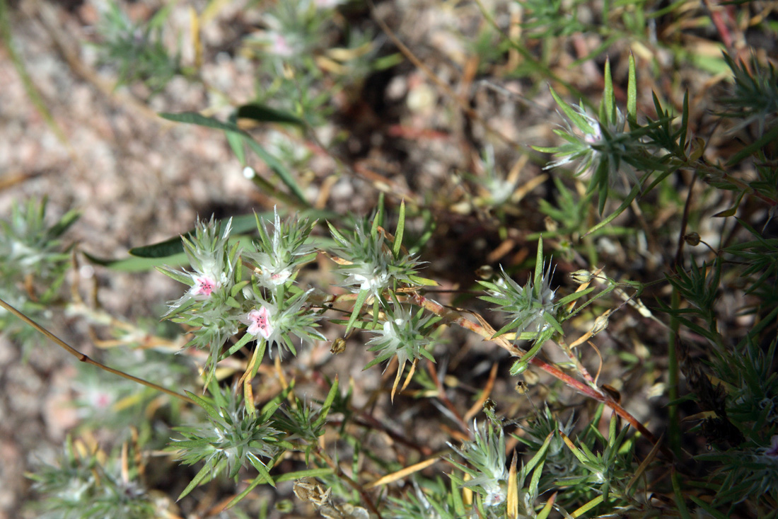 Image of Polygonum paronychioides specimen.