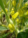 Astragalus pubiflorus