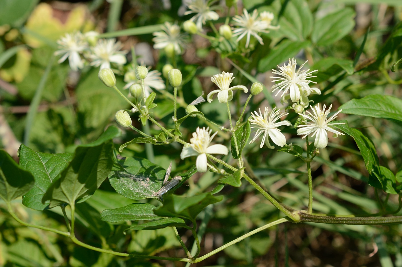 Image of Clematis vitalba specimen.