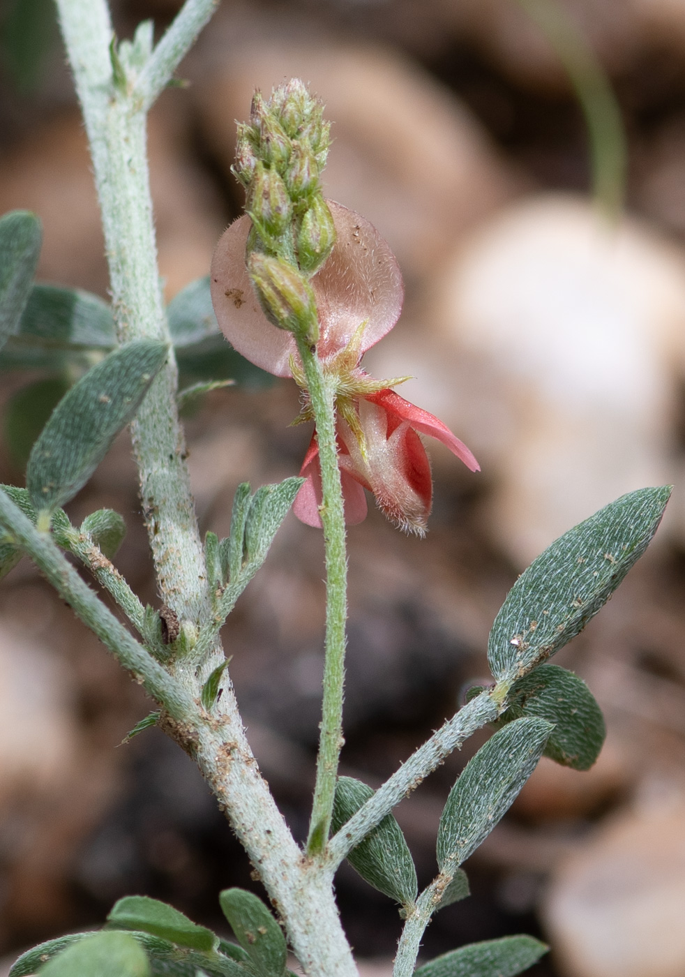 Image of Indigofera heterotricha specimen.