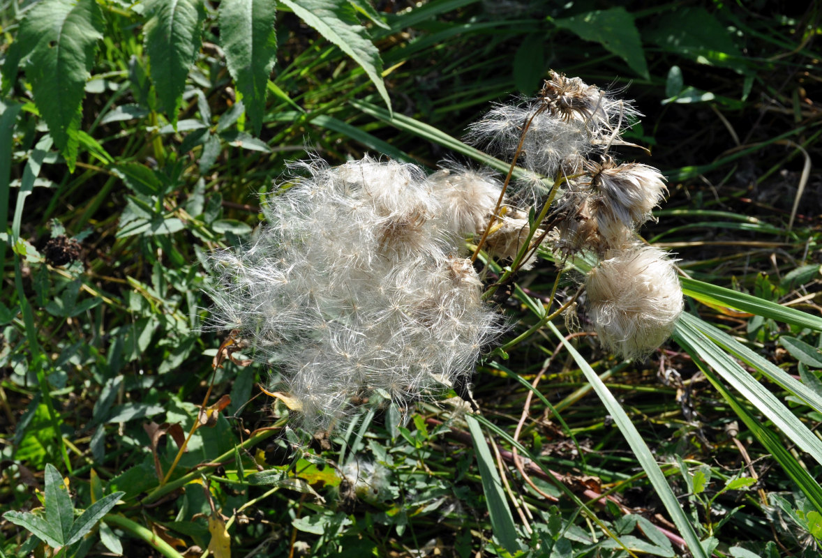 Image of Cirsium arvense specimen.