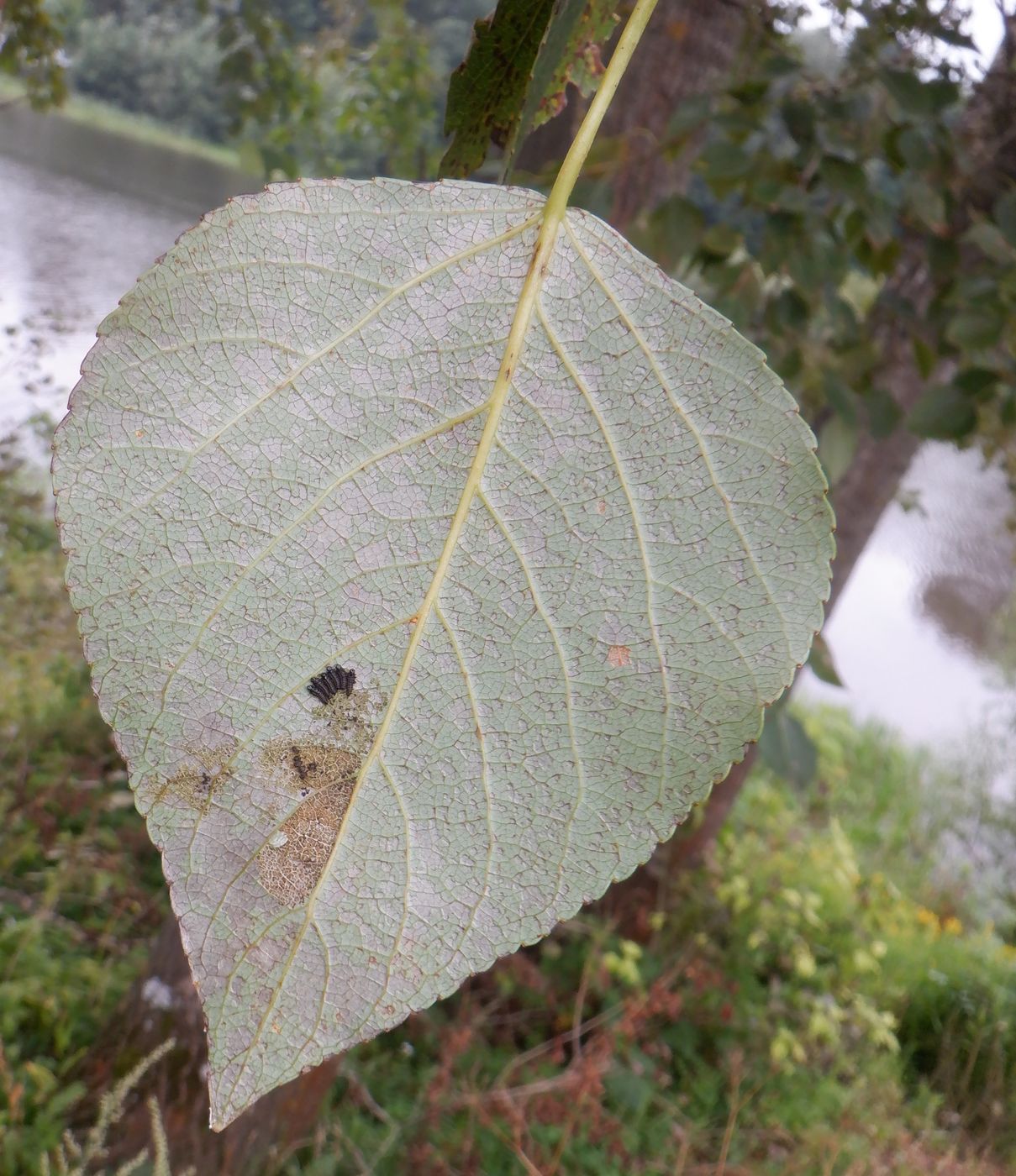 Image of Populus &times; sibirica specimen.