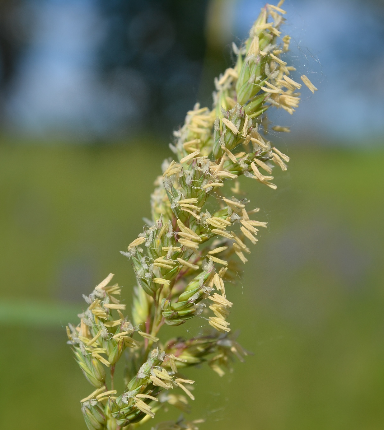 Image of Phalaroides arundinacea specimen.