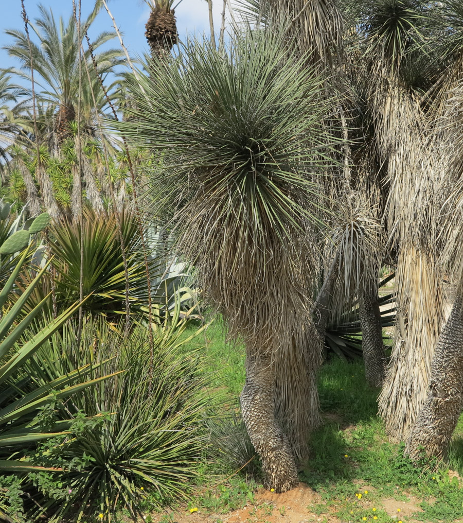 Image of Yucca elata specimen.