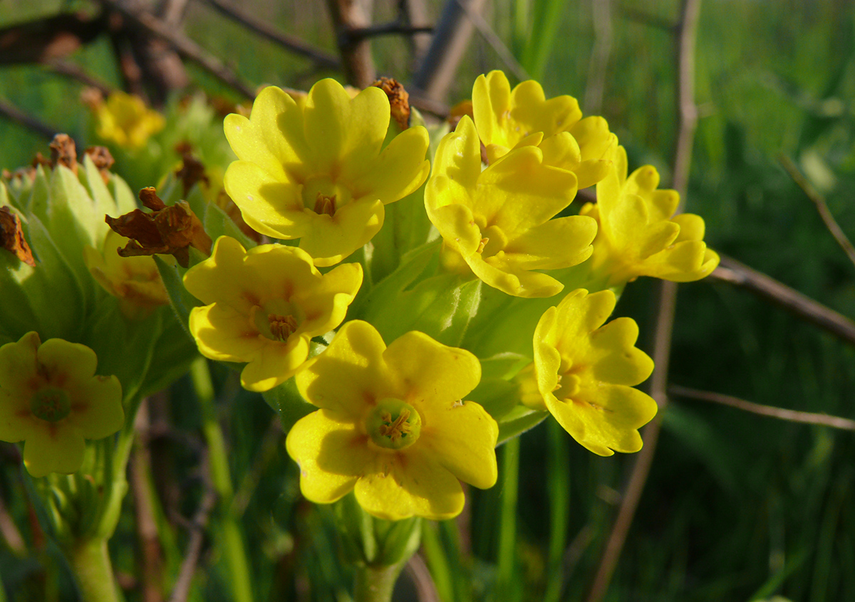 Image of Primula veris specimen.