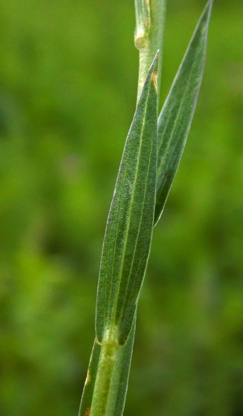 Image of Linum nervosum specimen.